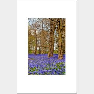 Bluebell Woods Greys Court Oxfordshire England Posters and Art